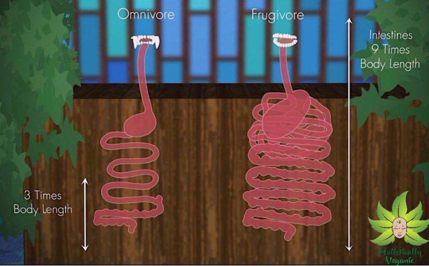 The effortless digestion of fruit alone tells you why it’s designed for you