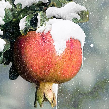 Is a raw food diet in a cold climate good for you?