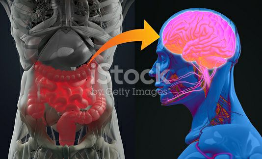 The GI tract is connected to the Head