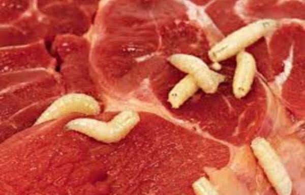 Animal foods will give you worms