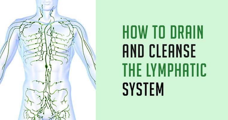 The great lymphatic system