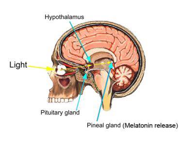 Melatonin supplements are not natural, and can damage the pineal gland
