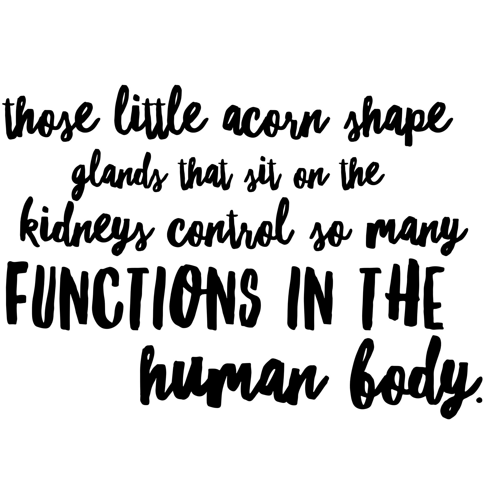 The adrenal glands control vital functions in the body