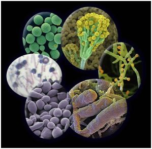 Bacterium, virals, yeast and fungi