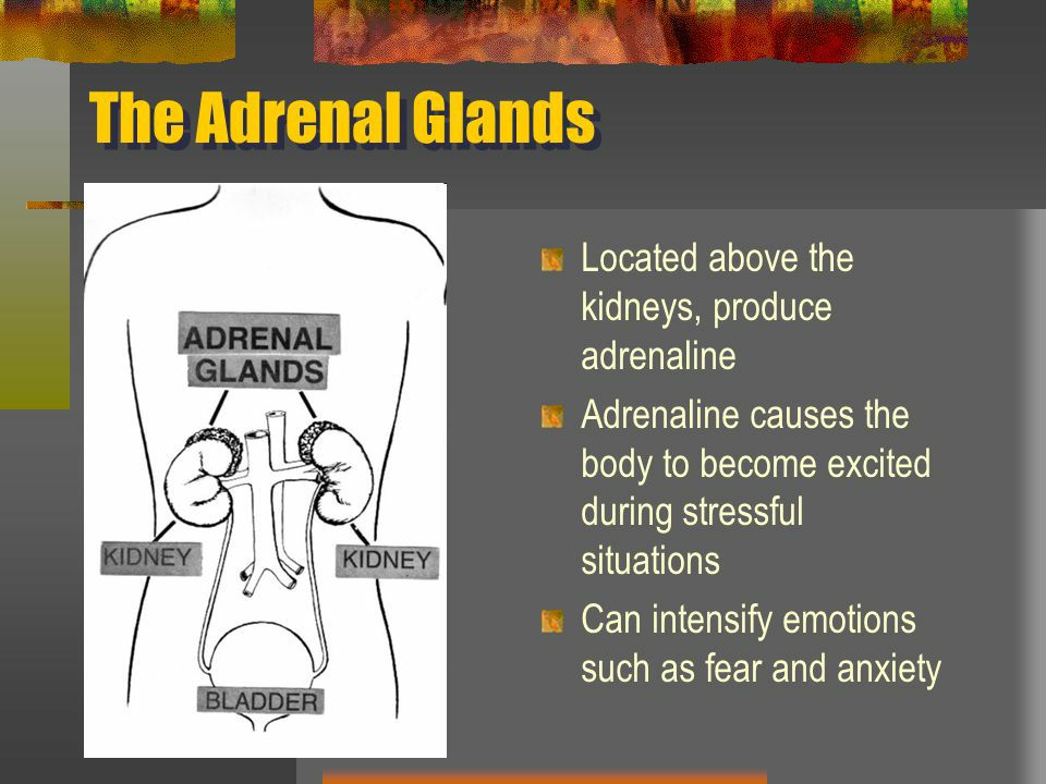 Anxiety and its relation to the adrenal glands