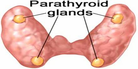 Calcium utilization problems is a parathyroid weakness