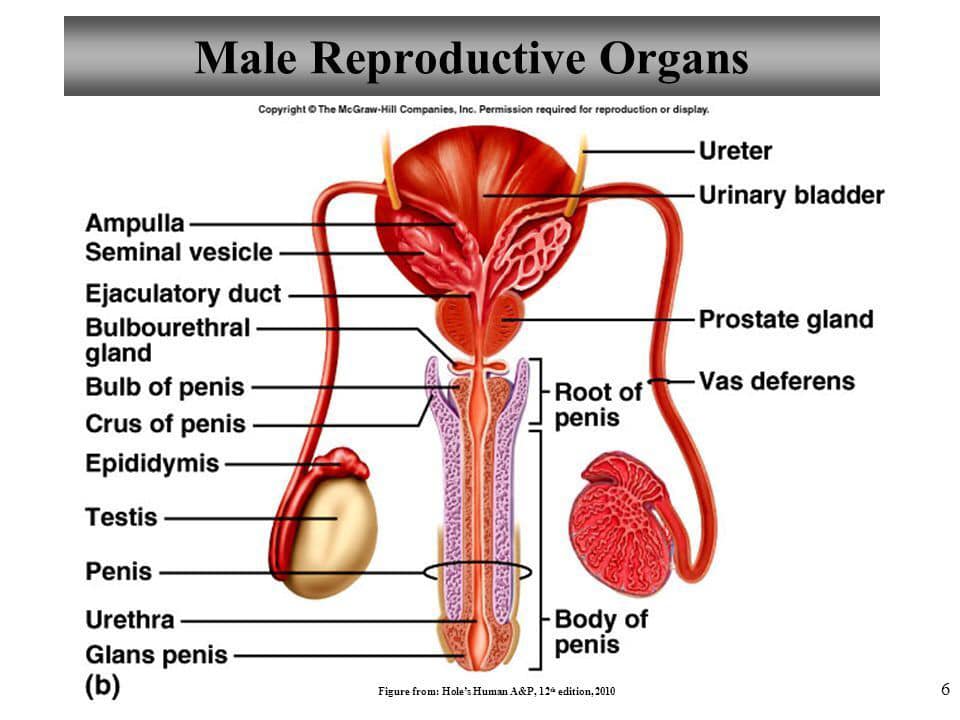 A prostate, testicle, uterus, ovary, or bladder issue really stems from damaged kidneys first