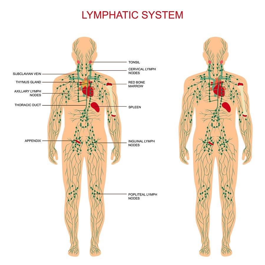 The essential role of lymph nodes in the human body