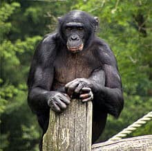 Chimp and bonobo primate diet - Should we eat like the primates?