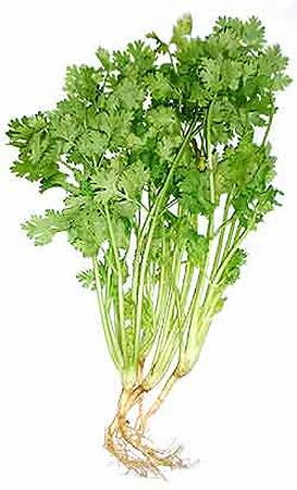 Cilantro is a powerful herb