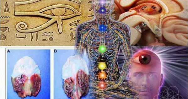 How to decalcify the pineal gland