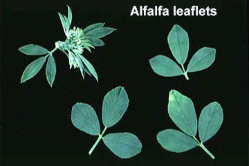 The amazing benefits of alfalfa herb
