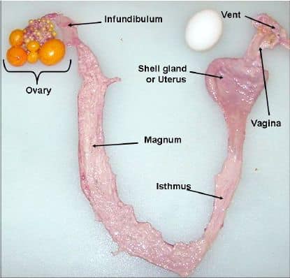 Eggs are the most constipating food you can eat