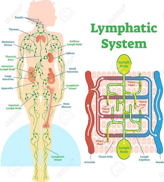 The lymphatic system relays on whole living foods to maintain a healthy state